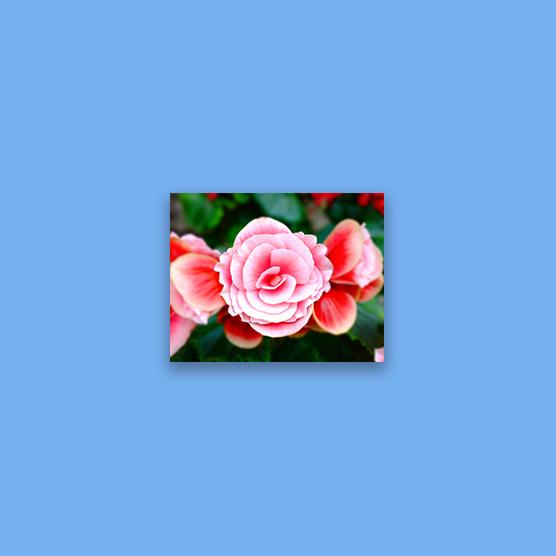 Canvas Prints