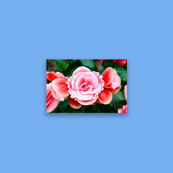 Glossy Poster Prints