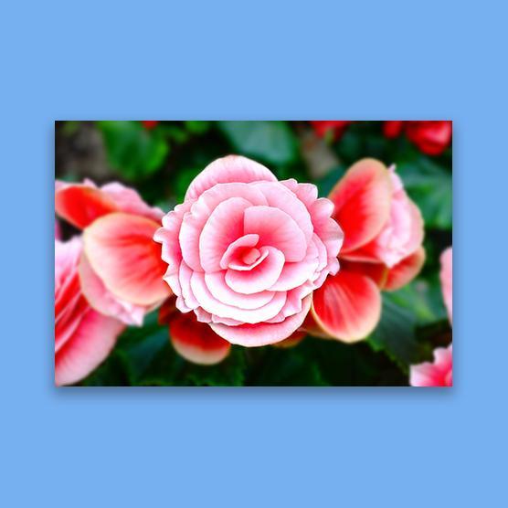 Satin Matte Poster Prints
