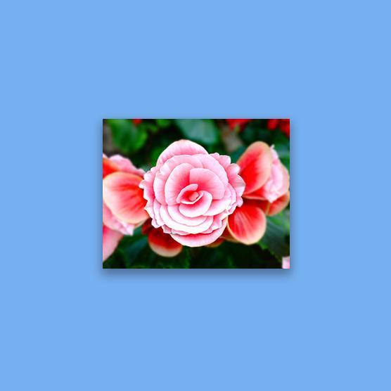 HD Metal Prints