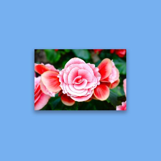 Satin Matte Poster Prints